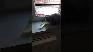 Никому не скажу #дусятыагрегат #котикиспасутмир