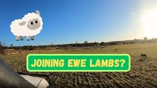 MORE SHEEP WORK! | Australian Sheep Farming