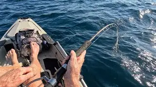 Sailfish? Snapper, Amber Jack From the Kayak. Panama City Beach, Florida 