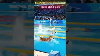 Shorts World Dog Swimming Championships