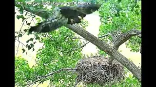 Ott Family Eagles Warsaw NY  06 05 24 733pm Congrats eaglet Goody🦅❤️ on your successful fledge