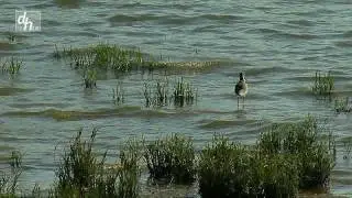 PASEOS POR LA RÍA DE HUELVA