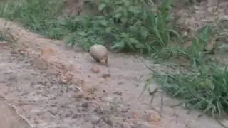 Gordeldier in het Parque Nacional Gran Chaco del Kaa-Iya, Bolivia