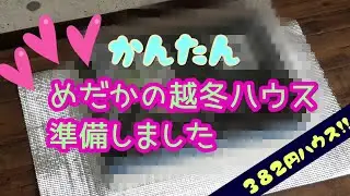 【越冬準備】黒ビニール発泡の作り方と越冬ハウスの紹介です