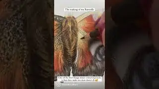 How I created a realistic butterfly in Coloured Pencils | Samantha Clift Art