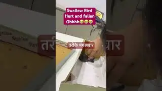 Must watch end&hellip;. Swallow bird fallen and hurt Little Yashvi save bird life