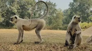 Gray Langur Sitting Peacefully While Others Stand Nearby 🐒🍃 #langur #monkey 