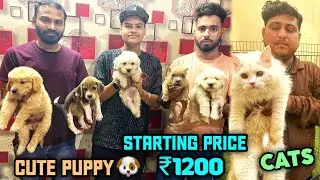 Cheapest Dog Market In Delhi NCR || Husky,Maltipoo,Chow Chow || Dog Market