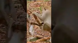 Baby Monkey Show Off His Plays Skill | Most Adorable Clip #monkey #cutemonkey #animals #cute