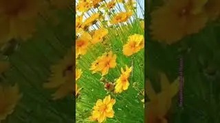 Beautiful yellow flower gardens #hindisong #love #flowers #plantsofindia #flowertypes #nature
