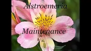 Alstroemeria Bed Maintenance and adding Stronger Supports
