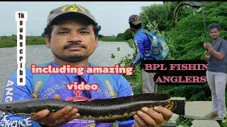🐠Fishing video including amazing 🐠 snakehead fish video  BPL Fishing channel fish video