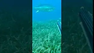 My heart missed a beat or two. #spearfishing tuna #greece