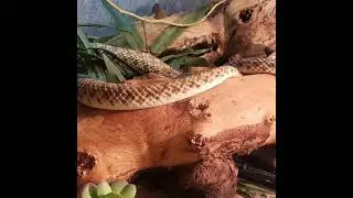 Egyptian False Cobra on the loose