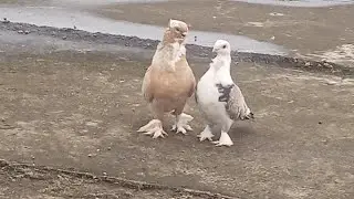 Sentinet pigeon  ko chat par chod diya  #pigeon #kabutarandekabdetehain #bird #kabutar #kabootar