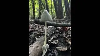 Beautiful Wild Mushrooms in Nature