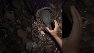 hide in a dark hole #nature #funnyanimals #cuteanimals #birds #animalreels #wildlife #animals
