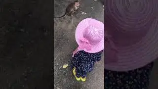 #Monkey chahiye Mamu