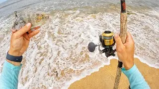 Fishing Live Pigfish for Whatever Bites