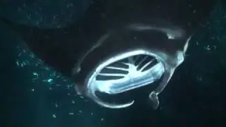Super Moon Manta Dive