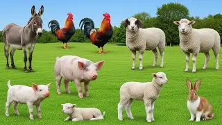 Farm and Pet Animal Sounds: Dog, Cat, Cow, Goat, Pig, Sheep, Chicken, Duck