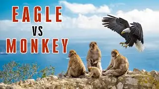 Eagle Catches Monkey | Eagle vs Monkey