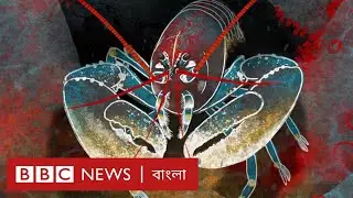 চিংড়ি দেখে মহাকাশের টেলিস্কোপের ডিজাইন  | BBC Bangla