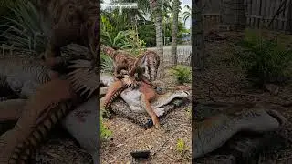 Miami zoo dino experience