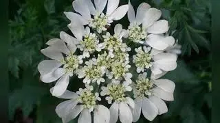 ОРЛАЙЯ (ORLAYA)