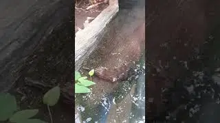 Camouflaged Crocodile! Wow!!!