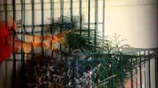 House Finches Feeding Their Babies - Part III