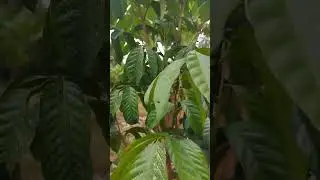 Longkong Lanzones #fruit #lanzones