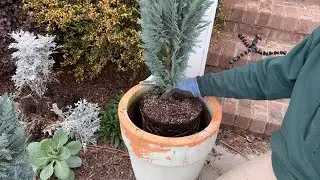 Planting 3 Chamaecyparis/Pinpoint Blue false Cypress (pt. 2)