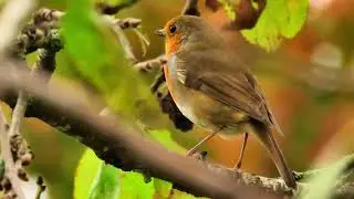 BILLY THE ROBIN