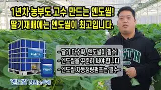 1년차 농부도 고수 만드는 엔도씰! 딸기재배에는 엔도씰이 최고