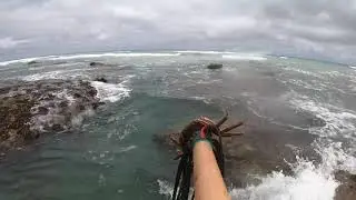 Catching Large Octopus in South Africa