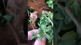soft touch holly