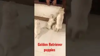 Golden Retriever Puppies Available | Super Fluffy coat #cute #pet