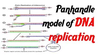 Pan handle model of DNA replication