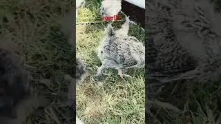 spooky chicken Jockey ARMY￼