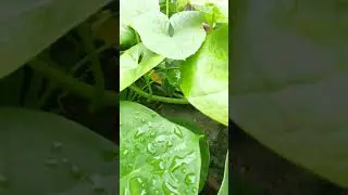 Rare vegetable || Strange Guard ||😮#shorts Trial Video.
