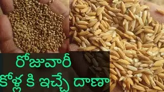 Daily Feed For Our Roosters
మా కోళ్ల కి రోజూ ఇచ్చే దాణా