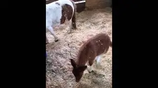 Miniature Mule 