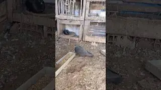 @atlas.farmlife 🕊🕊#pigeon #morocco #farm #farmlife #pigeonlove # #racingpigeons #pigeonsport