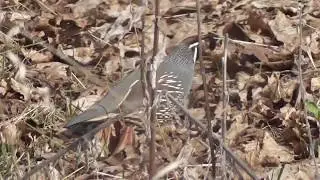 the Axent Man Follows One Of Americas Most Beautiful Birds in High Grass