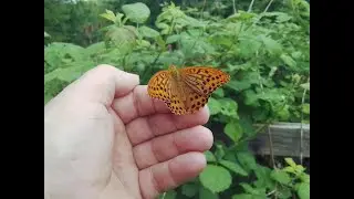 A close encounter with a Silver washed Fritillary