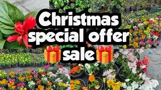 Offer sale||sera's gardens||24-12-25