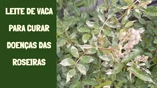 Leite de vaca para matar fungos na roseira
