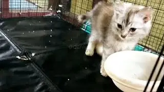 kucing anak kucing selesai makan #cat #catlovers #kitten #cute #meow #meong @deniwans