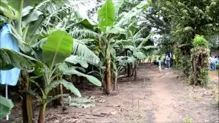 Primer cultivo de platano en la frailesca   Rancho San Pedro de Villaflores